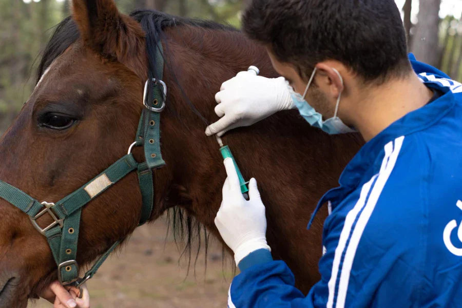 Nutrición Equina: ¿Cómo Elegir el Mejor Alimento para Tu Caballo?